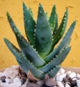 Aloe vera - sveikam virškinimui, detoksikacijai ir senėjimo proceso pristabdymui
